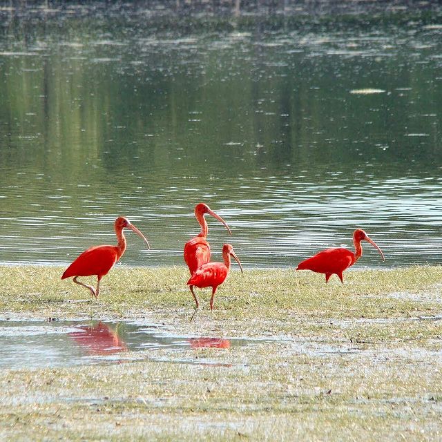 Ilha do Marajo - Soure